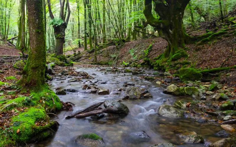Arroyo en el bosque de Artikutza. | Shutterstock