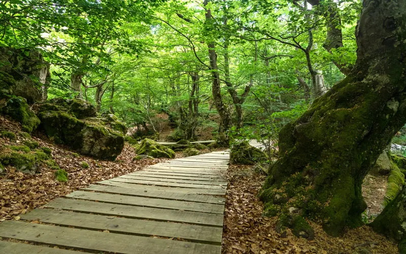 Bosque de Faedo de Ci&ntilde;era (Le&oacute;n) | Shutterstock