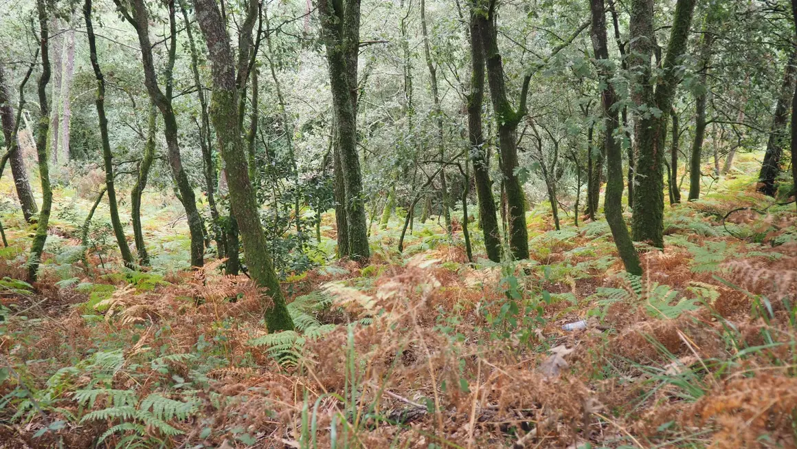Bosque de Silleda I Shutterstock