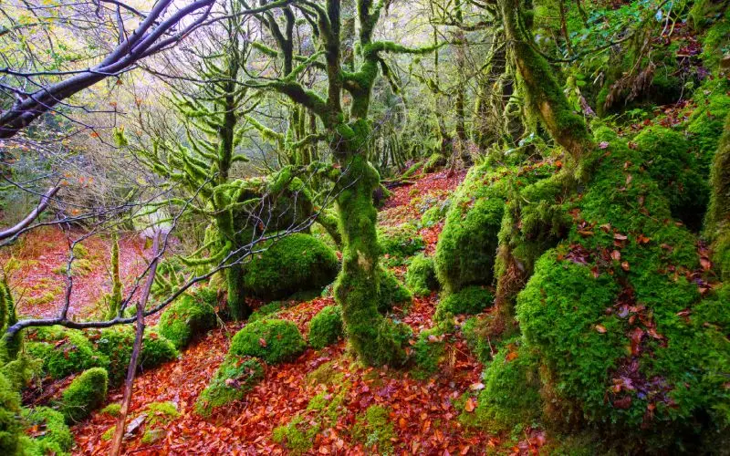 Selva de Irati durante el oto&ntilde;o | Shutterstock