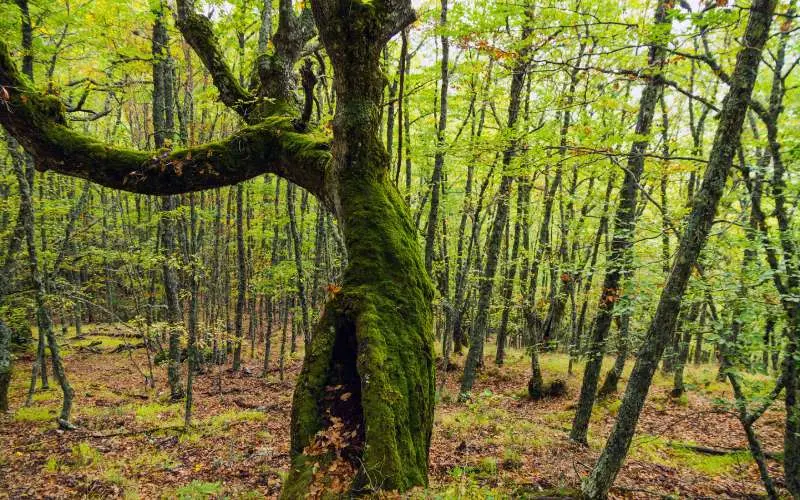 Bosque de Pardomino | Shutterstock