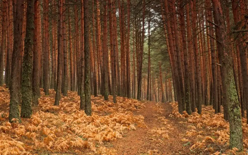 Bosques de Valsa&iacute;n. | Shutterstock