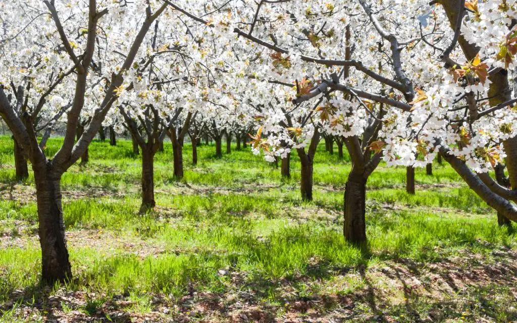 Valle de Caderechas | Shutterstock