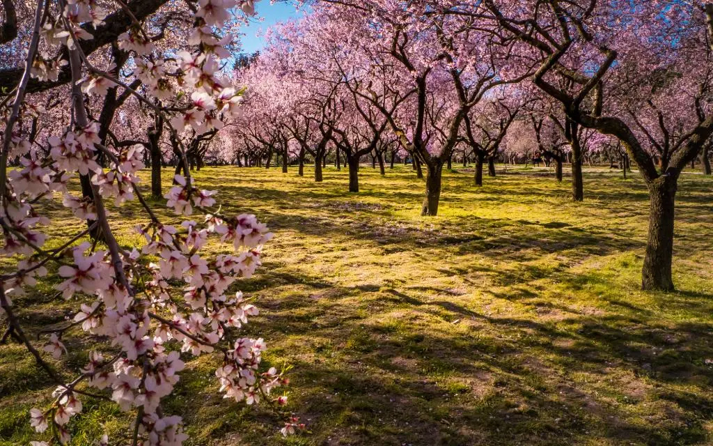 Quinta de los Molinos | Shutterstock