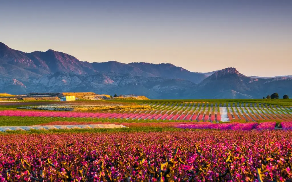 Cieza | Shutterstock