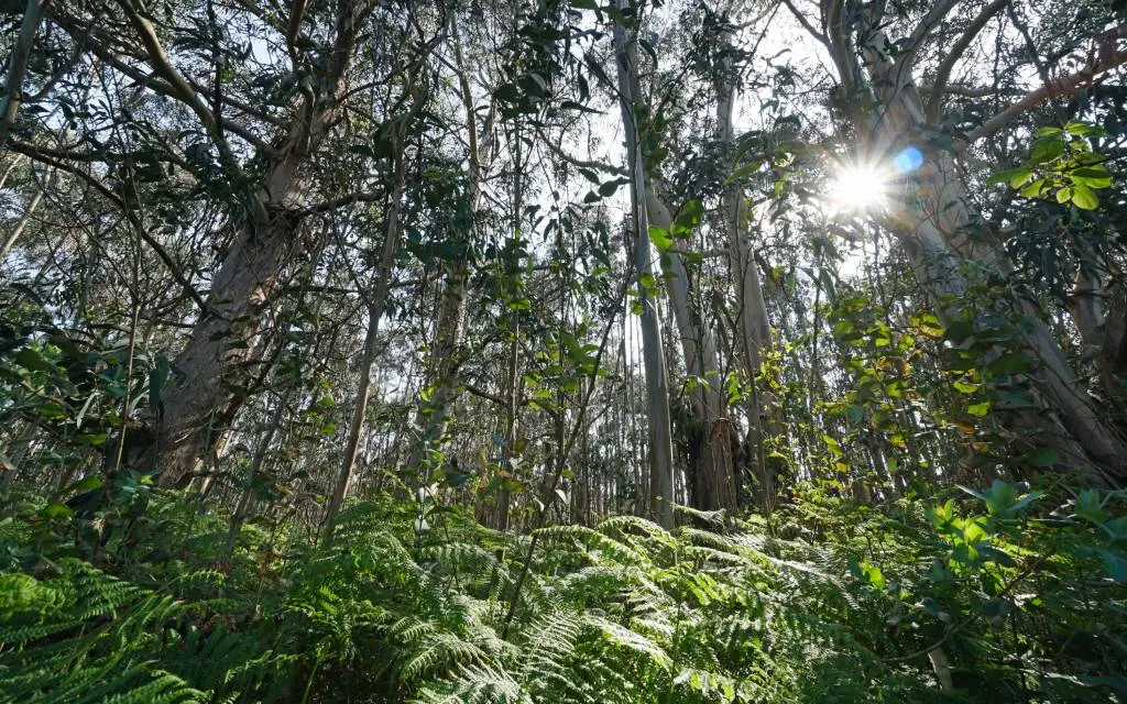 Bosque entre Beue y Cangas. | Shutterstock