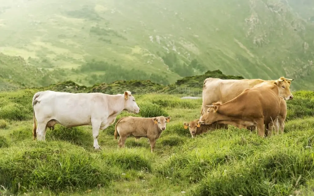 Vacas. | Shutterstock