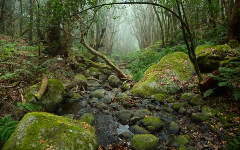 Bosque de El Cedro en el Parque Natural de Garajonay. | Shutterstock 