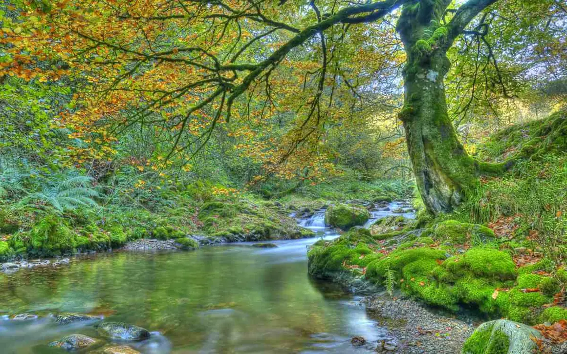 Bosque de Muniellos. | Shutterstock