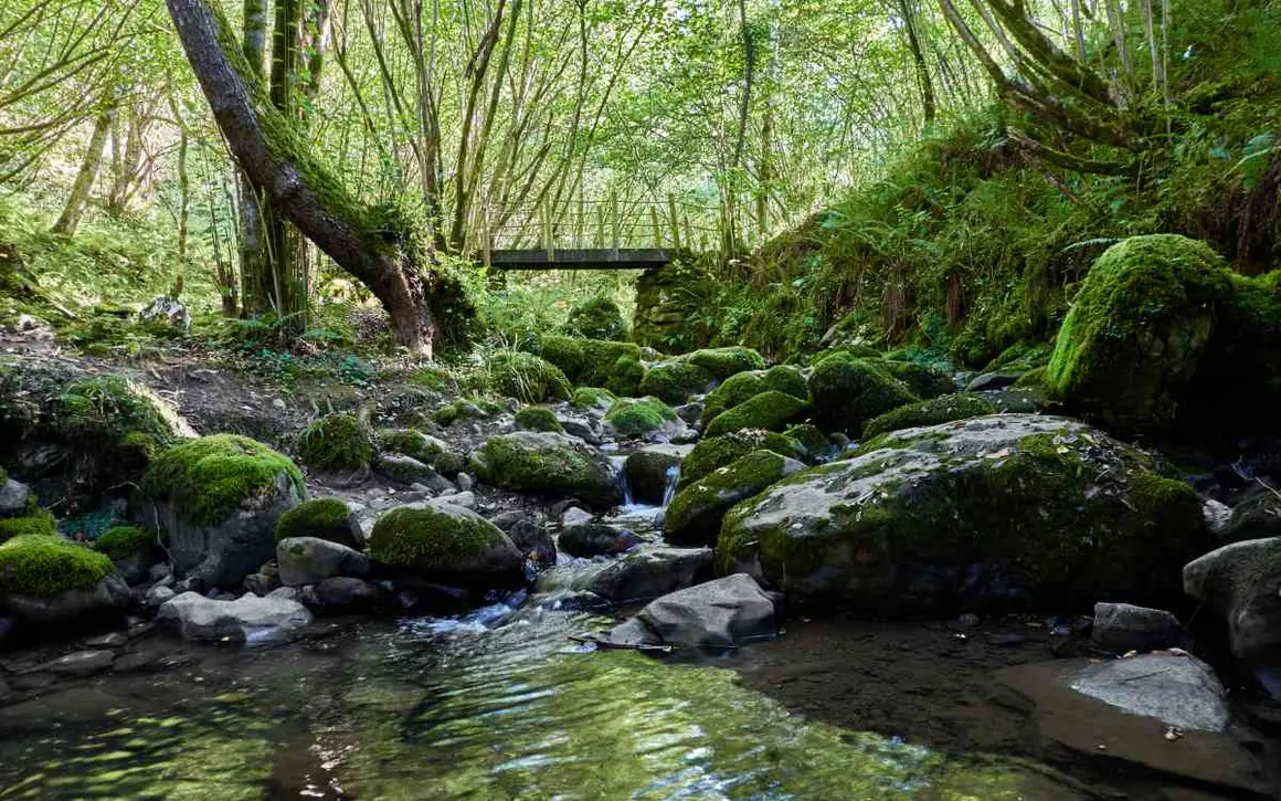 Bosque de Beyu Pen. | Shutterstock