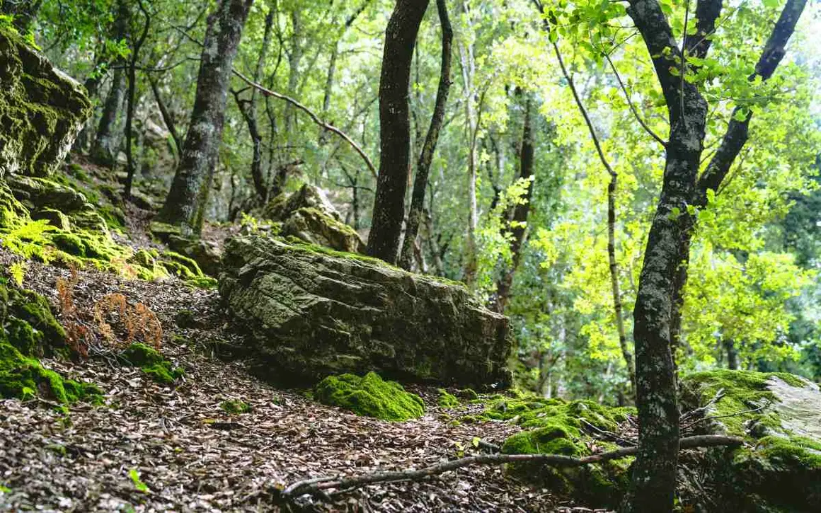 Bosque de Lluc. | Shutterstock