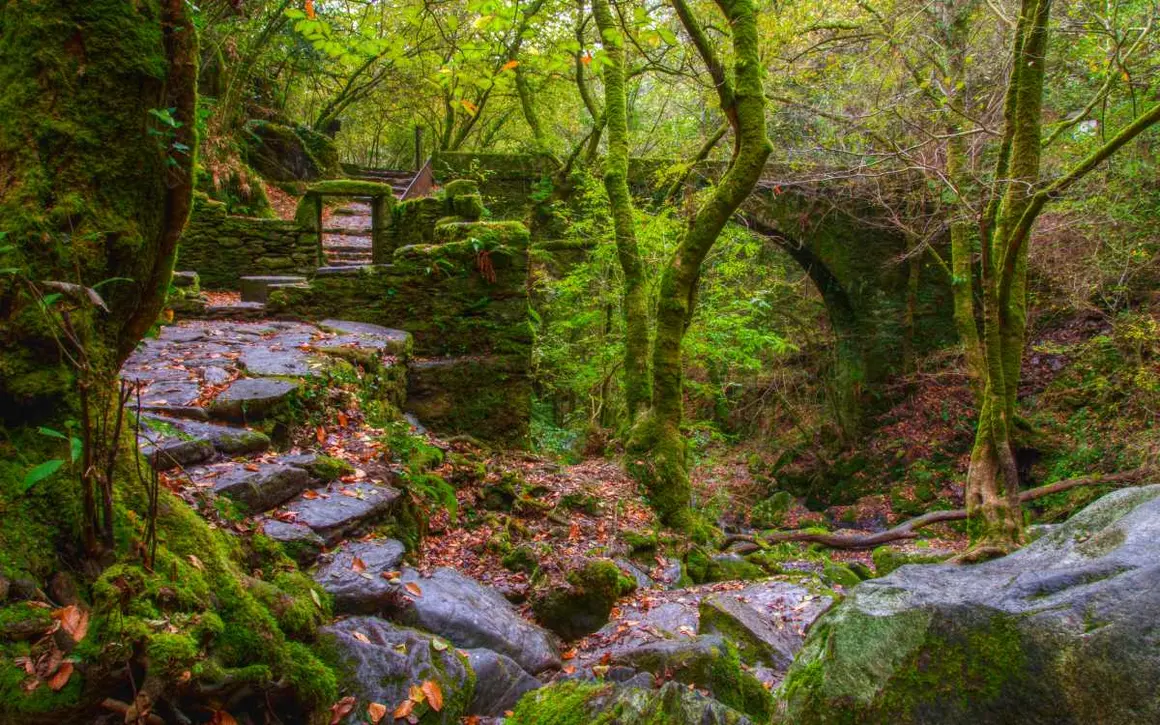 El Parque Natural das Fragas do Eume constituye uno de los espacios naturales m&aacute;s conocidos de Galicia, una muestra a&uacute;n imponente de bosque atl&aacute;ntico europeo, circunscrito a una zona abrupta del curso medio y bajo del r&iacute;o Eume.
Robles y casta&ntilde;os forman el manto caducifolio acompa&ntilde;ados de abedules y alisos, fresnos y tejos, avellanos y &aacute;rboles frutales silvestres; y de los perennes laureles, acebos y madro&ntilde;os&hellip; Todos forman una heterog&eacute;nea selva en la que cada especie ocupa su lugar.