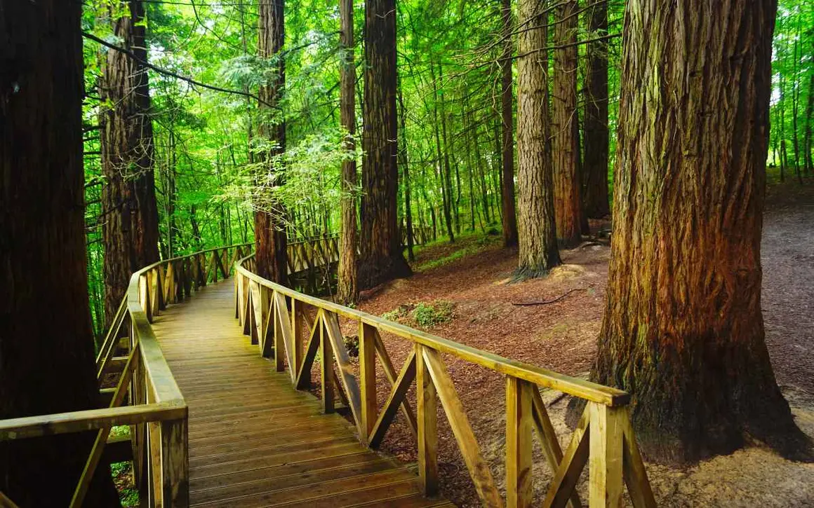En el bosque de secuoyas del Monte Cabez&oacute;n, en Cantabria, crecen desde 1940 unas 850 secuoyas propias de Estados Unidos. Resulta casi imposible adivinar cu&aacute;l es la rama m&aacute;s alta de estos &aacute;rboles, pues su altura ronda los 50 metros.