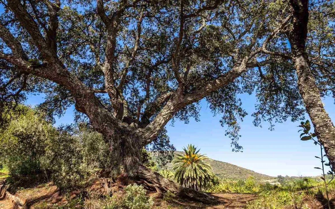 La Finca de Osorio, en Gran Canaria, es famosa por su biodiversidad y su belleza inigualable. Durante la visita, podr&aacute;s deleitarte con la espectacular vista de los casta&ntilde;os, que en oto&ntilde;o se llenan de vida.