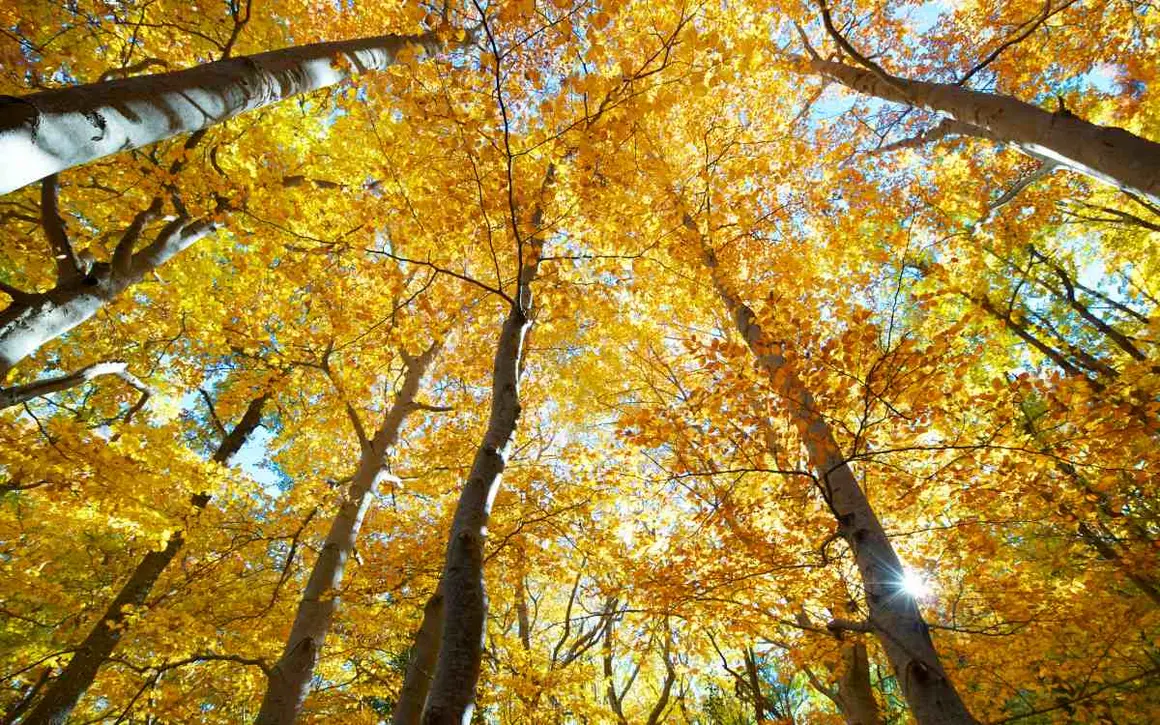 El hayedo del Moncayo, uno de los m&aacute;s meridionales de Europa, se ve favorecido por la humedad de la ladera norte del parque natural. Este bosque tiene unas 600 hect&aacute;reas y ofrece un interesante recorrido, donde aparte de disfrutar de las hayas, se puede observar una importante comunidad de aves, barrancos con aguas que en ocasiones forman peque&ntilde;as cascadas, y una gran variedad de setas. Un c&oacute;ctel que lo convierte en un plan irresistible para disfrutar de Soria en oto&ntilde;o.