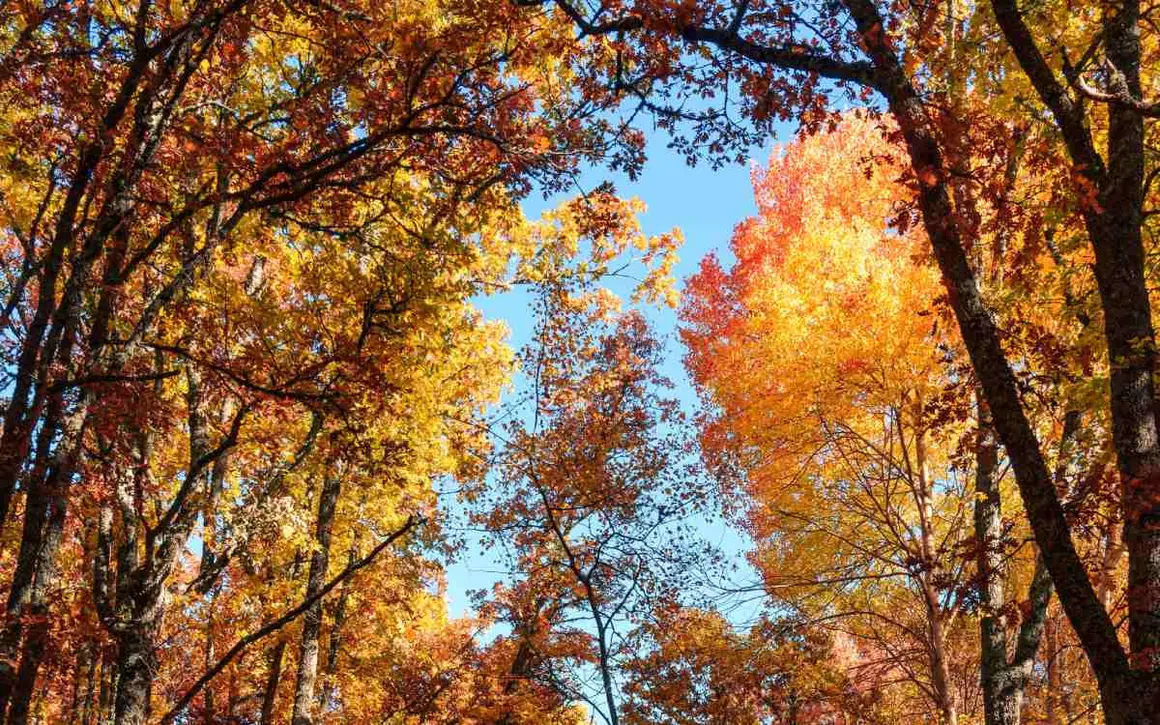 El Robledal de la Hiruela es uno de los bosques m&aacute;s bonitos de la Comunidad de Madrid para visitar en oto&ntilde;o. Forma parte de la sierra del Rinc&oacute;n, declarada Reserva de la Biosfera en 2005 por la Unesco, y est&aacute; situado junto al pueblo que le da nombre.