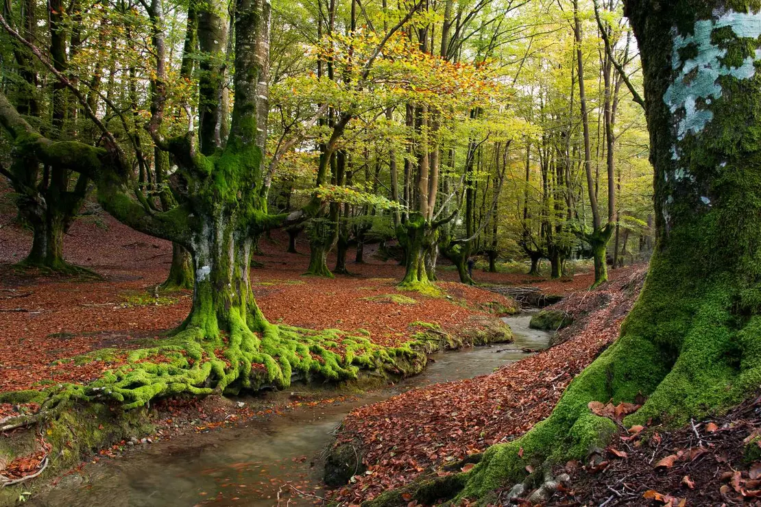 shutterstock_408684616 (1)