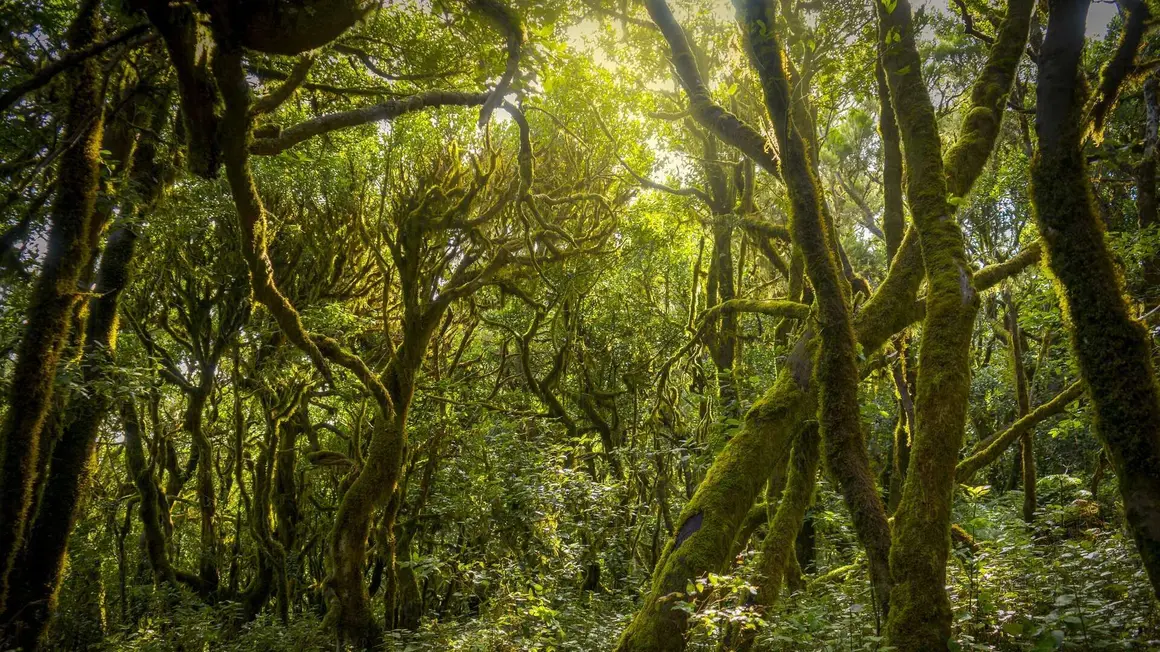 Parque Nacional de Garajonay (Santa Cruz de Tenerife). | Shutterstock