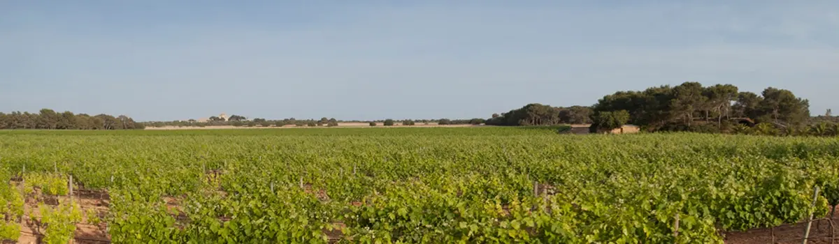 Vinos Pl&agrave; i Llevant