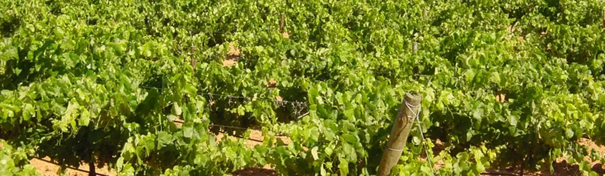 Vinos de Manchuela