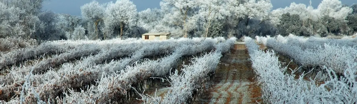 Vino Somontano