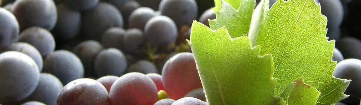Vinos de Mond&eacute;jar