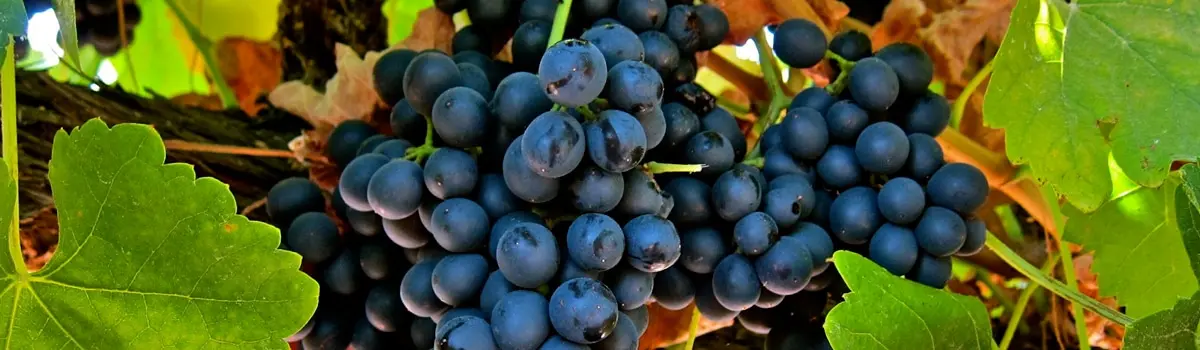 Vino Pago Florentino