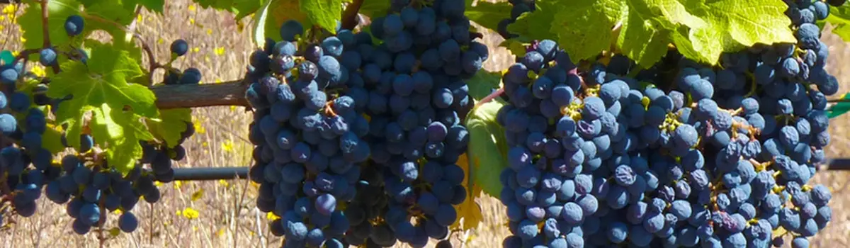 Vinos Ribera del J&uacute;car