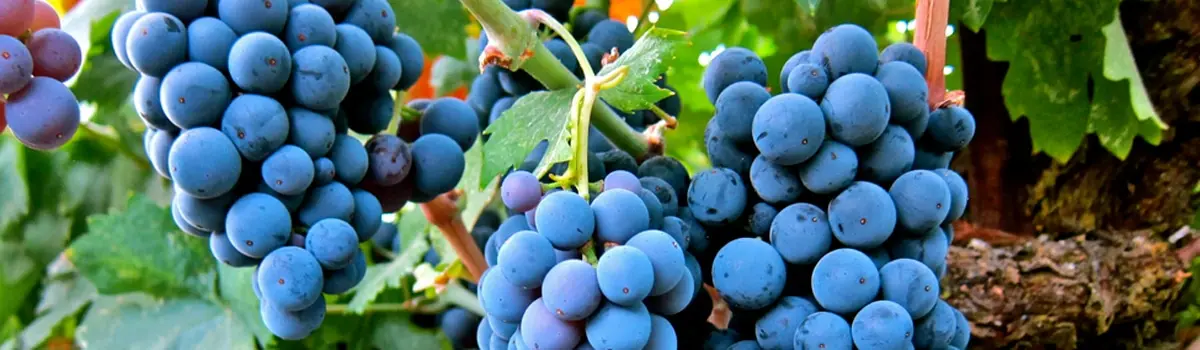 Vino de Ucl&eacute;s