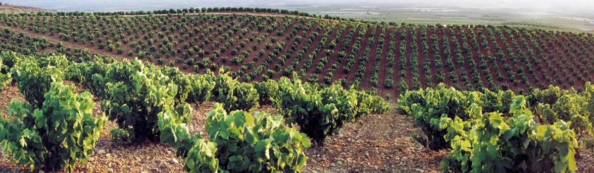 vino Cari&ntilde;ena