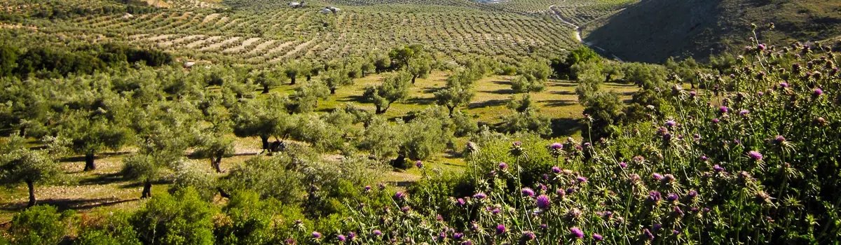 Aceite Sierra M&aacute;gina