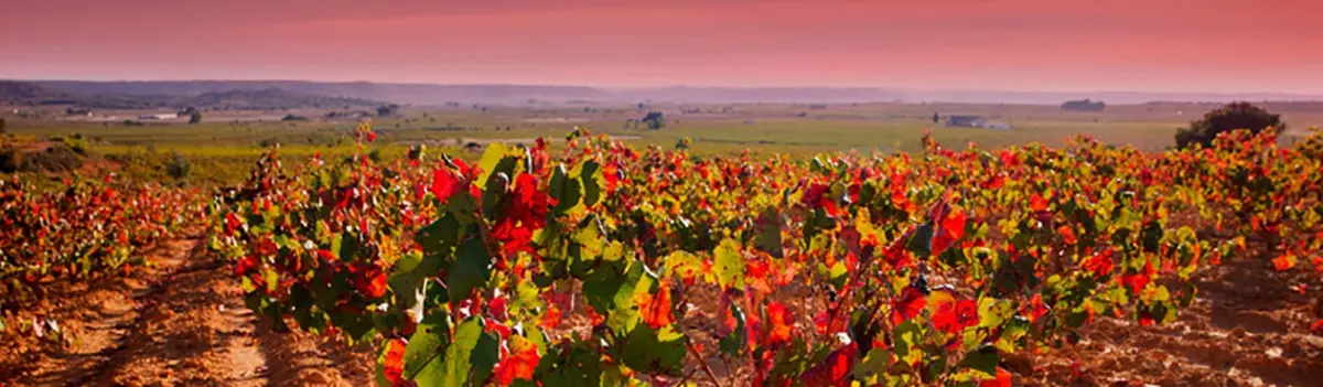Vinos de Valencia