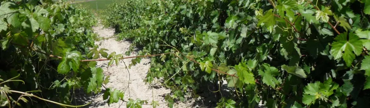 Vinos de Lebrija