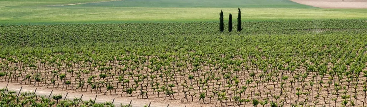 vinos Campo de la Guardia