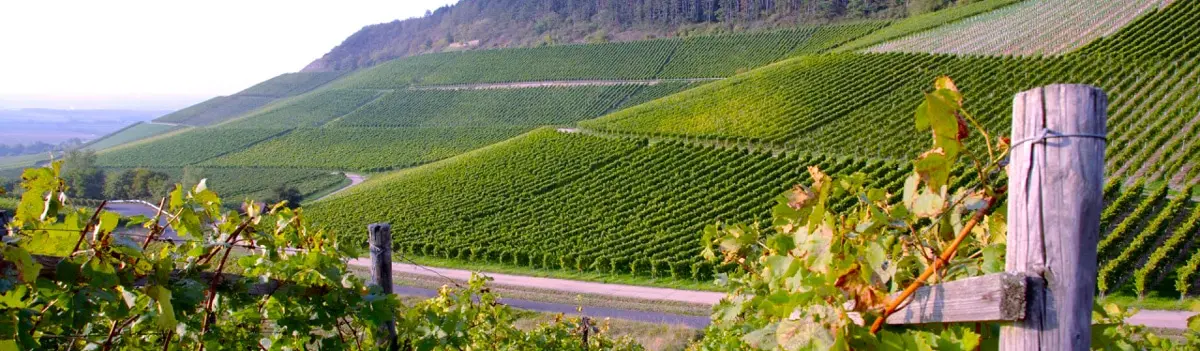 Vinos de Pened&egrave;s