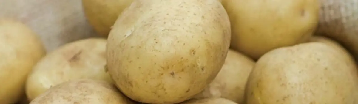 Patata de Galicia