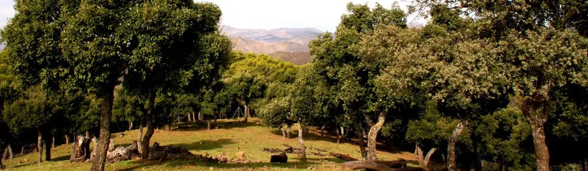 Montes de M&aacute;laga