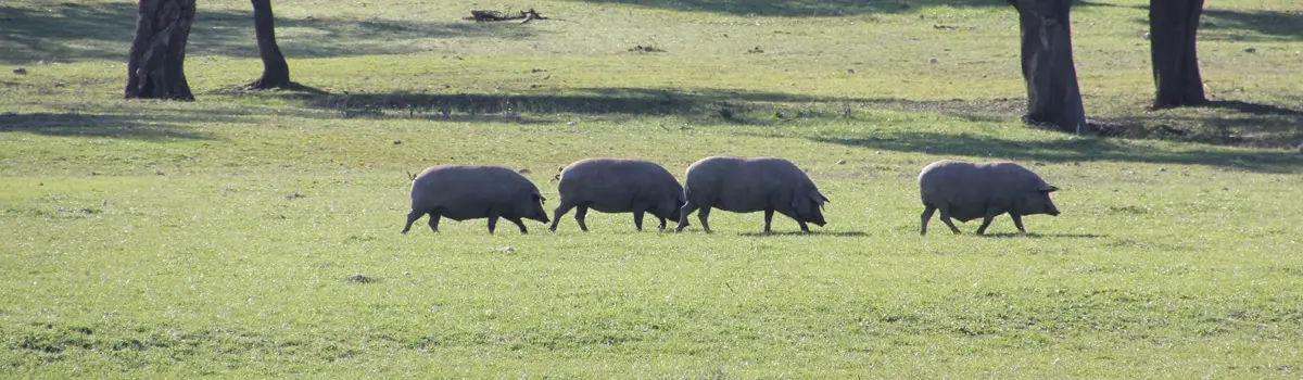 Dehesa de Extremadura