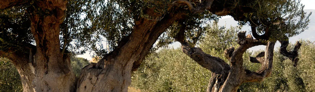 Aceite del Bajo Arag&oacute;n