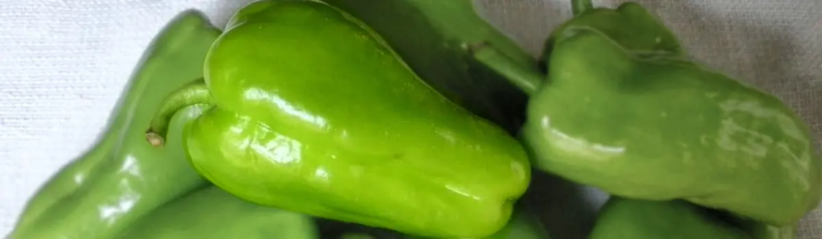 Pimiento de Arnoia