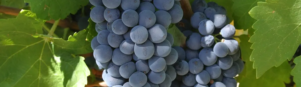Vinos de M&eacute;ntrida
