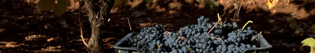 Vino Tierra de Le&oacute;n