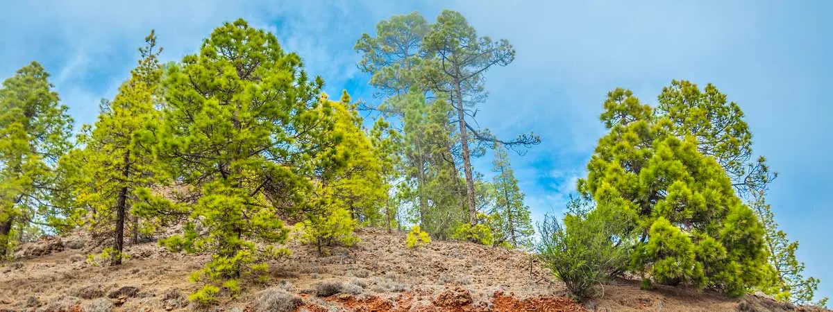 Cumbre Vieja