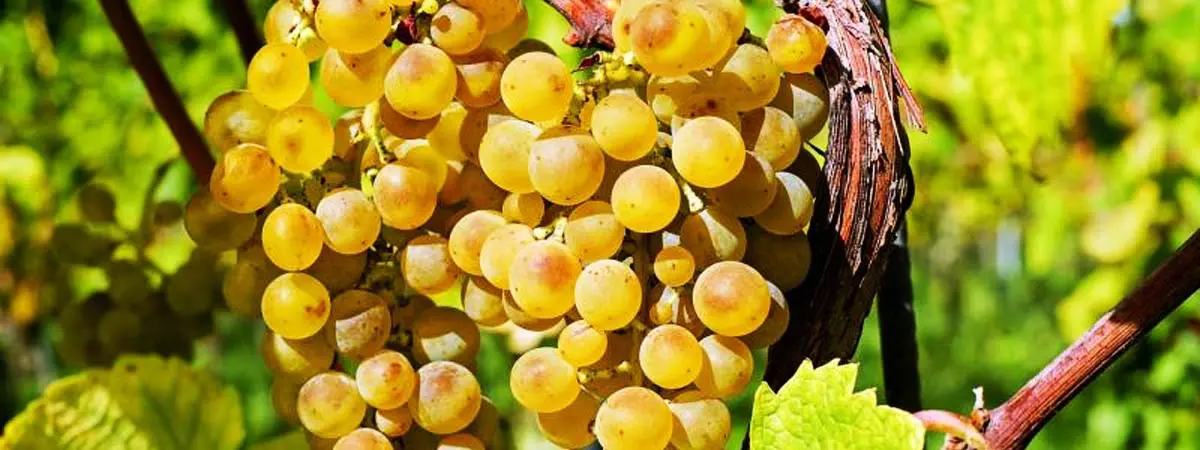 Vinos de Alicante