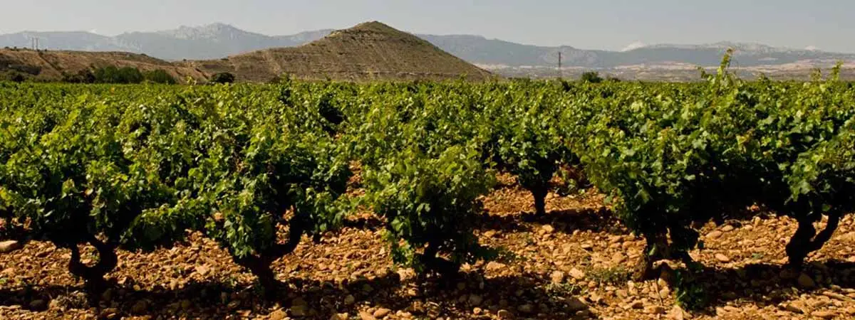 vino Rioja en&nbsp;Pa&iacute;s Vasco