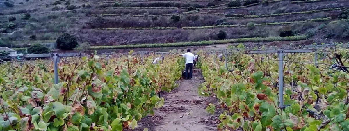 Vino&nbsp;Ycoden-Daute-Isora
