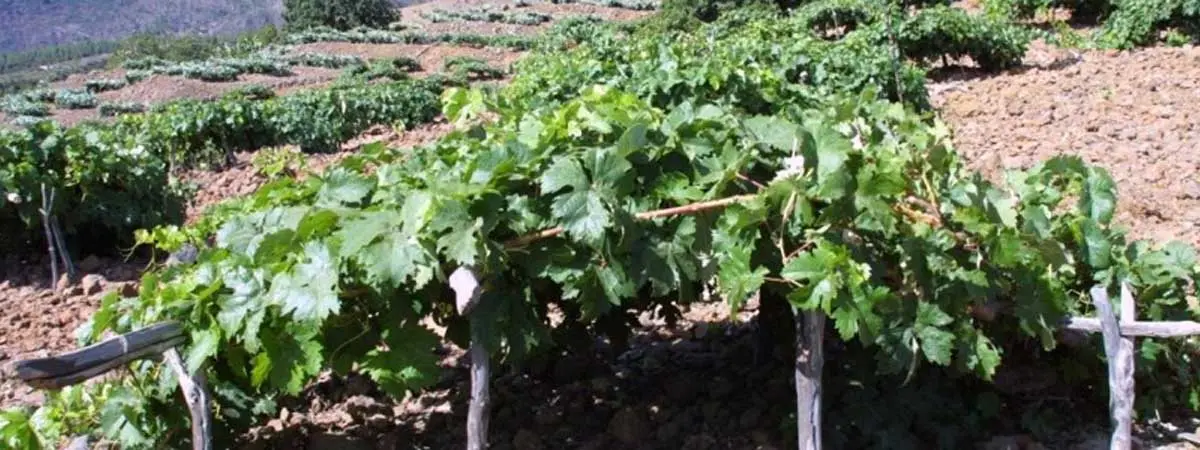 Vino Valle de G&uuml;&iacute;mar