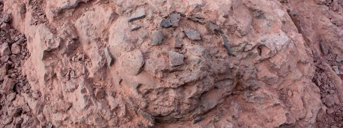 Uno de los huevos de dinosaurio hallados. | Universidad de Zaragoza