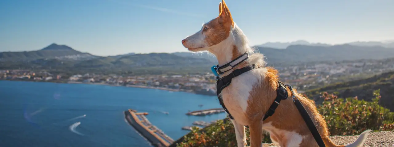 5 trucos para viajar con perro que te cambiar&aacute;n la vida