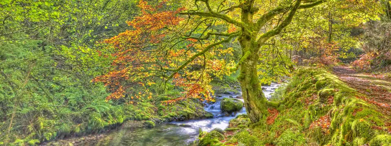 Bosque de Muniellos